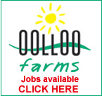 Find out about jobs available at Oolloo Farms