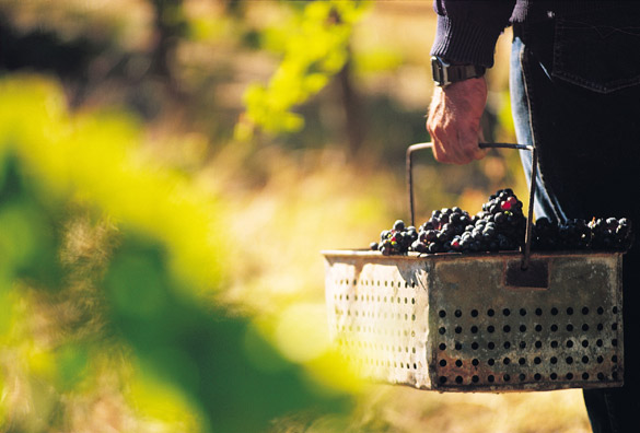 Grapes in the Barossa Valley