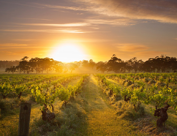 Barossa Valley