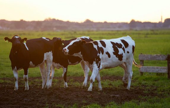 Farmsitting is a great way to connect with the local community. PIC: Pexels