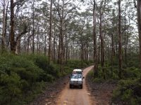 Boranup Karri Forest near Margaret River.