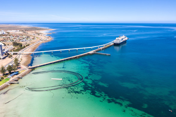wallaroo