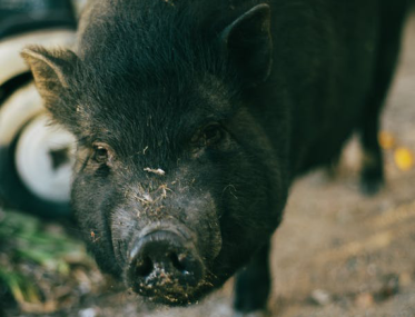 Feral pig