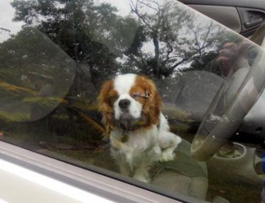How do dogs cope with life on the road