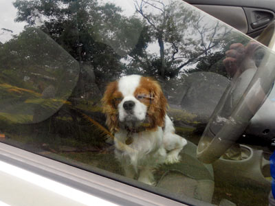 How do dogs cope with life on the road
