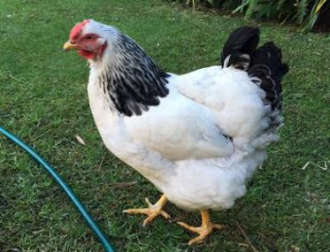 Grey nomads take chicken in caravan