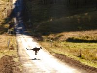 Kangaroo collisions
