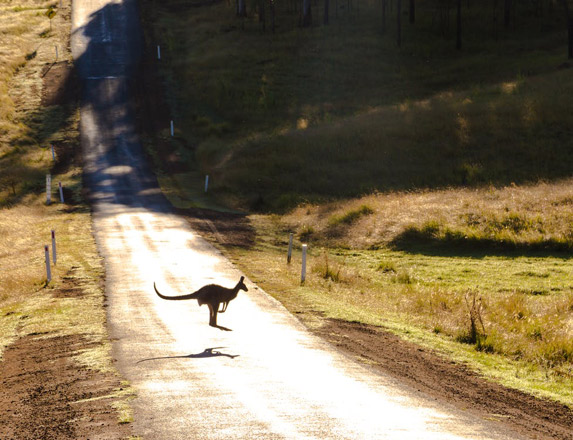 Kangaroo collisions