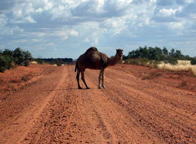 camels on dirt road
