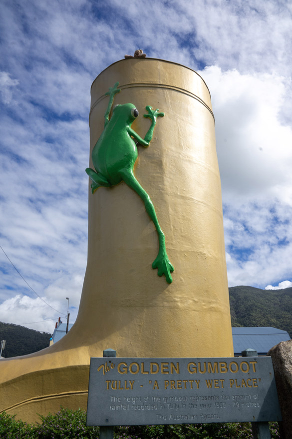 Golden gumboot, tully