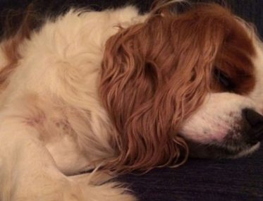 dogs in caravan parks