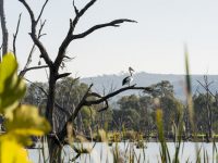 Albury sculpture walk for grey nomads