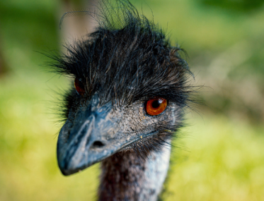 emus