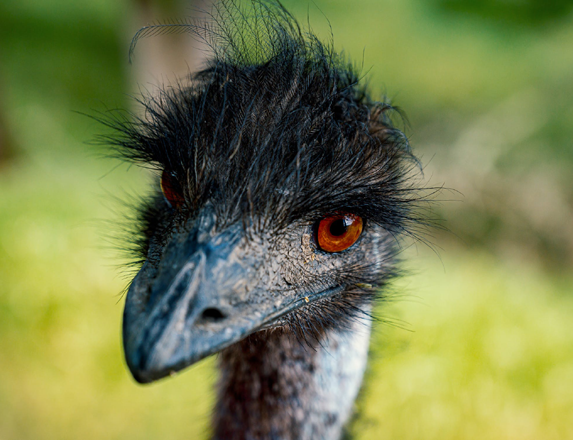 emus