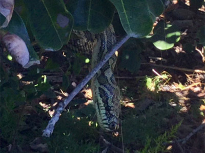 snakes surprise grey nomads