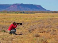 Bird photography for grey nomads