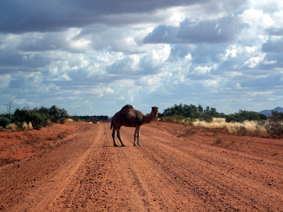 Feral camels and grey nomads