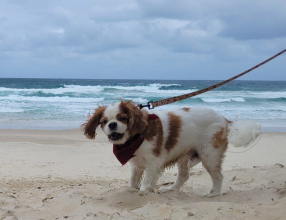 dogs in national parks