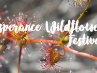 Esperance Wildflower Festival