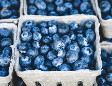 blueberry picking for grey nomads