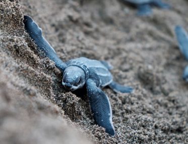 Nesting turtles at Mon Repos