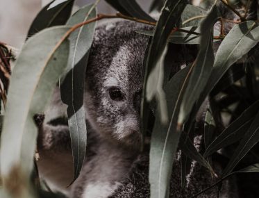 national parks funding