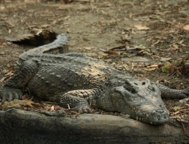 crocodile in caravan park