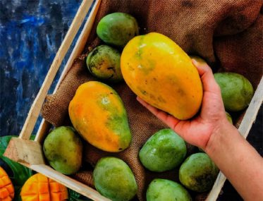 Mango harvest