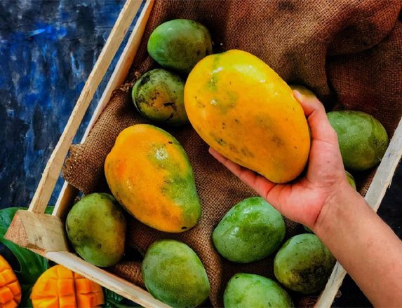 Mango harvest