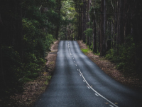 Alligator Creek