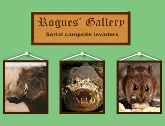 Wildlife wanders into campsites