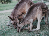 kangaroos eating