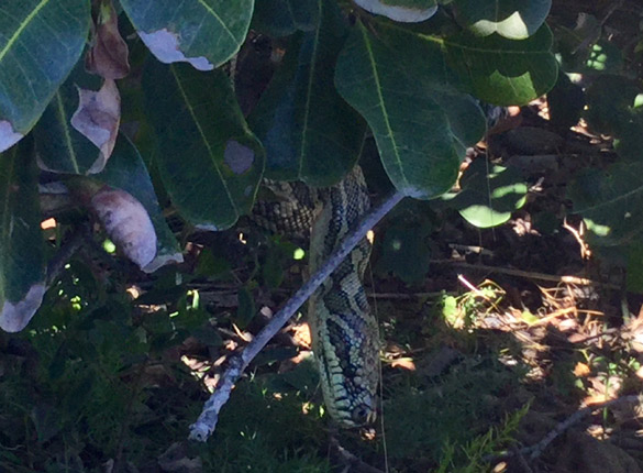 python at campsite