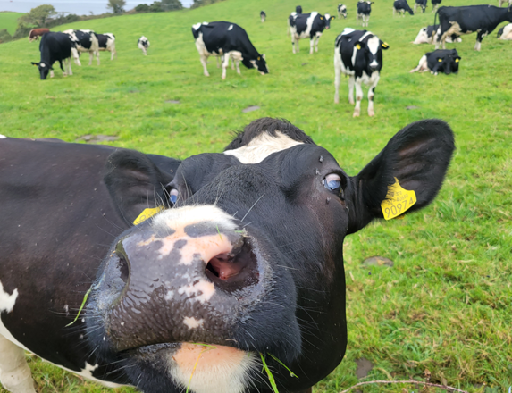 foot and mouth disease