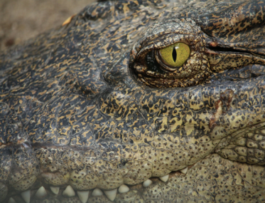 crocodiles