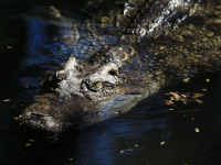 crocodiles