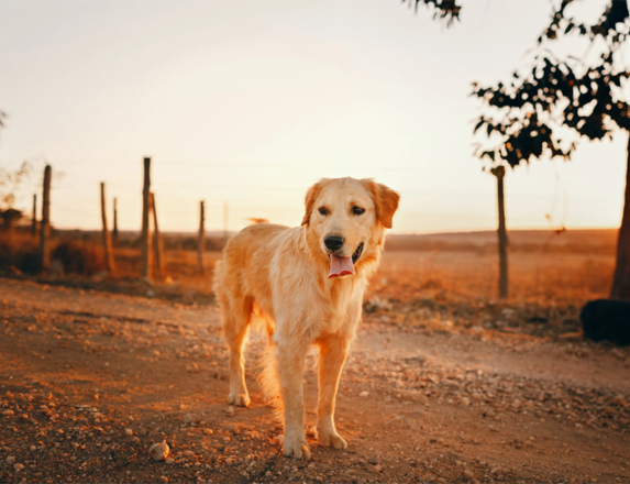 dogs in campsite