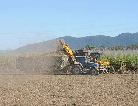 sugar cane harvest