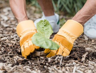 Eyre Peninsula campsite