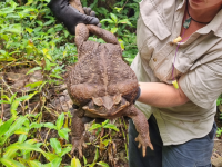 cane toad