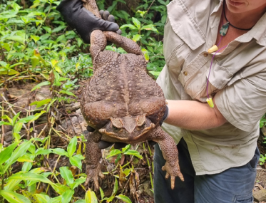 cane toad