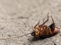 cockroaches
