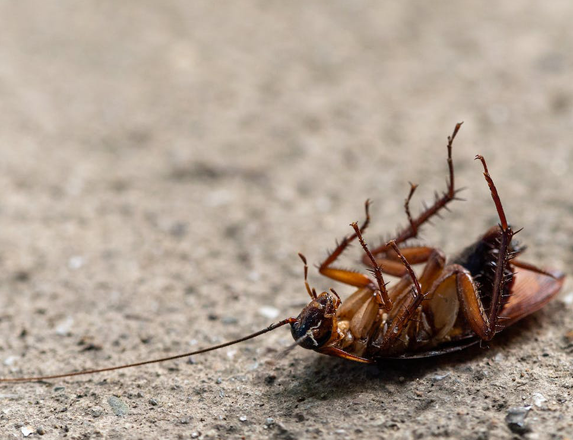 cockroaches