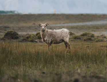 Ningaloo lighthouse sheep