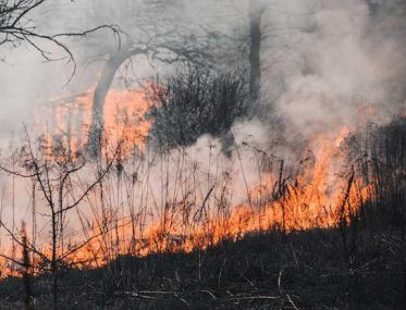 bushfires