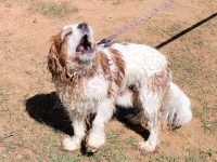 dogs in national parks