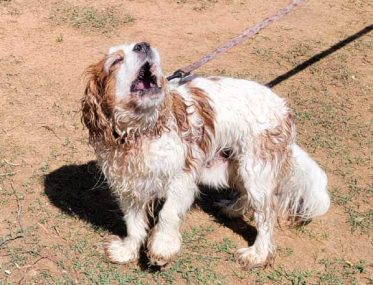 dogs in national parks