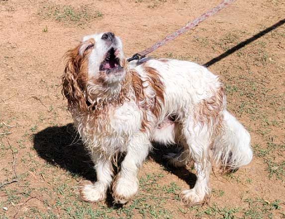 dogs in national parks