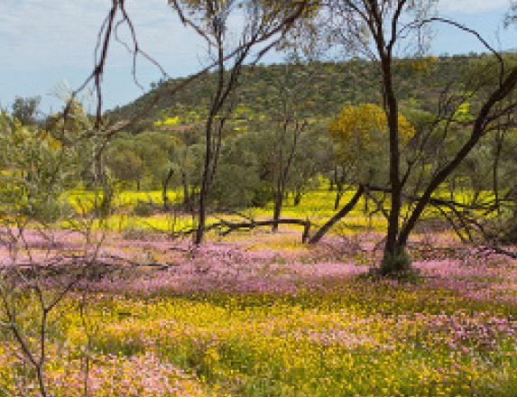 Wildflowers in the West